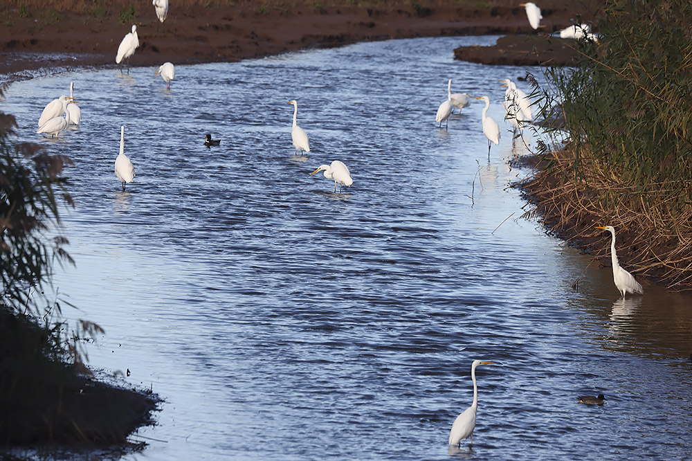 Great egrets